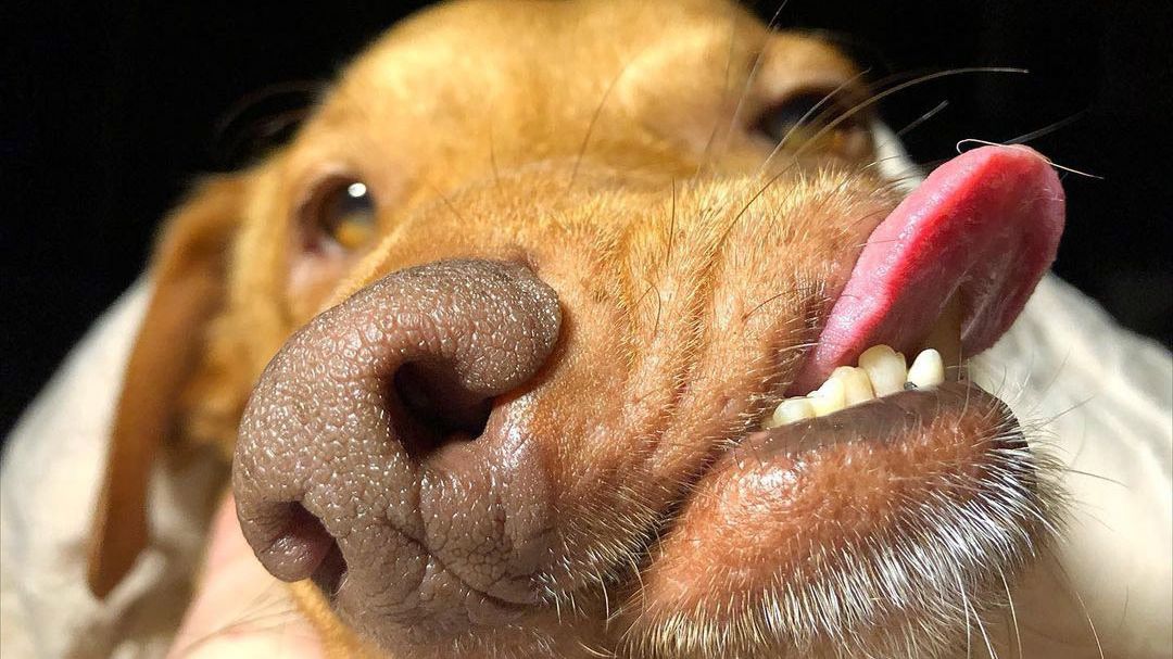 Pes s křivou čelistí unikl jisté smrti. Jeho jméno budí úsměv